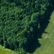Forestry investment and investing in commercial woodlands